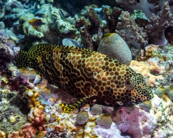Mérou gâteau de cire (Epinephelus merra) Mérou gâteau de cire (Epinephelus merra)