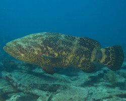 Mérou géant (Epinephelus itajara) Mérou géant (Epinephelus itajara)