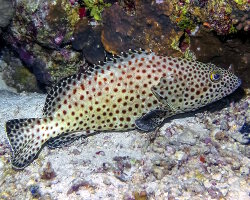Mérou loutre (Epinephelus tauvina) Mérou loutre (Epinephelus tauvina)