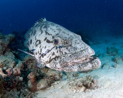 Mérou patate (Epinephelus tukula) Mérou patate (Epinephelus tukula)