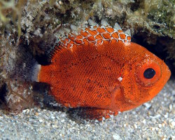 Mini gros-yeux (Pristigenys alta) Mini gros-yeux (Pristigenys alta)