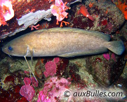 Mostelle brune (Phycis phycis) Mostelle brune (Phycis phycis)
