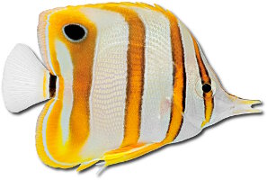 Poisson papillon à bandes cuivrées (Chelmon rostratus) Poisson papillon à bandes cuivrées (Chelmon rostratus)