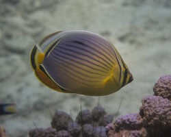 Poisson papillon à trois bandes (Chaetodon trifasciatus)