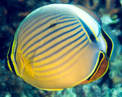 Poisson papillon côtelé du Pacifique (Chaetodon lunulatus)