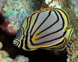 Poisson papillon de Meyer (Chaetodon meyeri) Poisson papillon de Meyer (Chaetodon meyeri)
