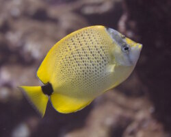Poisson papillon grains de millet (Chaetodon miliaris) Poisson papillon grains de millet (Chaetodon miliaris)