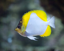 Poisson papillon pyramide jaune (Hemitaurichthys polylepis) Poisson papillon pyramide jaune (Hemitaurichthys polylepis)