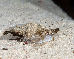 Poisson pégase (Eurypegasus draconis) Poisson pégase (Eurypegasus draconis)