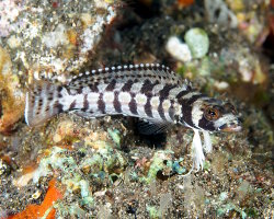 Perche de sable à bandes noires (Parapercis tetracantha) Perche de sable à bandes noires (Parapercis tetracantha)