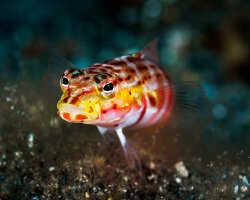 Perche de sable à taches rouges (Parapercis schauinslandii) Perche de sable à taches rouges (Parapercis schauinslandii)