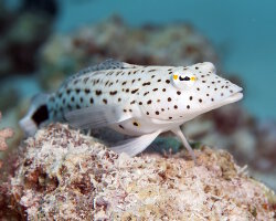 Perche de sable tachetée (Parapercis hexophtalma) Perche de sable tachetée (Parapercis hexophtalma)