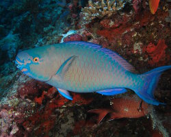 Poisson perroquet bicolore (Scarus rubroviolaceus) Poisson perroquet bicolore (Scarus rubroviolaceus)