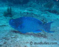 Poisson perroquet bleu (Scarus coeruleus) Poisson perroquet bleu (Scarus coeruleus)