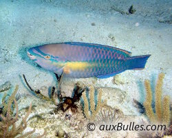 Poisson perroquet princesse (Scarus taeniopterus) Poisson perroquet princesse (Scarus taeniopterus)