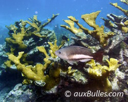 Poisson perroquet royal (Scarus vetula) Poisson perroquet royal (Scarus vetula)