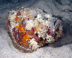 Poisson pierre commun (Synanceia verrucosa) Poisson pierre commun (Synanceia verrucosa)