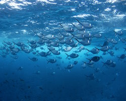 Pompaneau éclatant (Trachinotus stilbe)