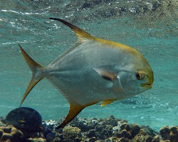 Pompaneau lune (Trachinotus blochii) Pompaneau lune (Trachinotus blochii)