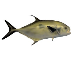Pompaneau plume (Trachinotus falcatus) Pompaneau plume (Trachinotus falcatus)