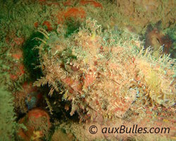 Poisson '24 heures' (Scorpaena plumieri) Poisson '24 heures' (Scorpaena plumieri)