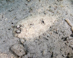 Rombou léopard (Bothus pantherinus) Rombou léopard (Bothus pantherinus)