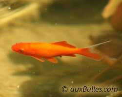 Le poisson rouge commun Le poisson rouge commun