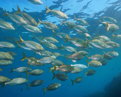 Saupe (Sarpa salpa) Saupe (Sarpa salpa)
