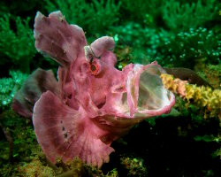 Poisson scorpion d'Eschmeyer (Rhinopias eschmeyeri) Poisson scorpion d'Eschmeyer (Rhinopias eschmeyeri)