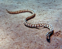 Serpentine maculée (Myrichthys maculosus) Serpentine maculée (Myrichthys maculosus)