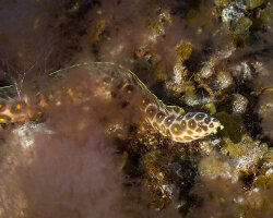 Serpentine ocellée (Myrichthys ocellatus) Serpentine ocellée (Myrichthys ocellatus)