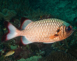 Poisson soldat à nageoires ombrées (Myripristis adusta) Poisson soldat à nageoires ombrées (Myripristis adusta)