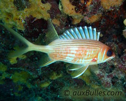 Poisson soldat à longues épines (Holocentrus rufus) Poisson soldat à longues épines (Holocentrus rufus)