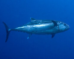 Thon listao (Katsuwonus pelamis) Thon listao (Katsuwonus pelamis)