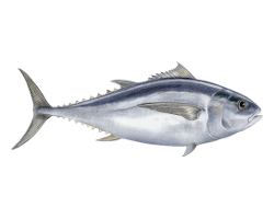 Thon obèse (Thunnus obesus) Thon obèse (Thunnus obesus)