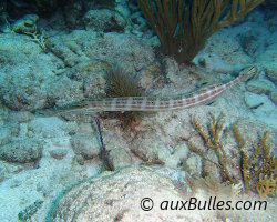 Poisson trompette (Aulostomus maculatus)