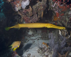 Poisson trompette chinois (Aulostomus chinensis) Poisson trompette chinois (Aulostomus chinensis)