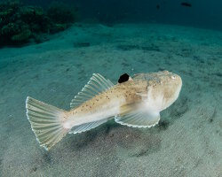 Uranoscope à nageoire noire (Ichthyscopus nigripinnis) Uranoscope à nageoire noire (Ichthyscopus nigripinnis)