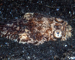 Uranoscope réticulé (Dactyloscopus foraminosus) Uranoscope réticulé (Dactyloscopus foraminosus)