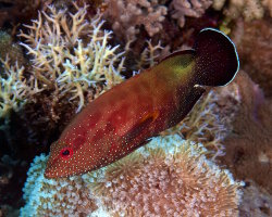 Vieille d'Arabie (Cephalopholis hemistiktos) Vieille d'Arabie (Cephalopholis hemistiktos)