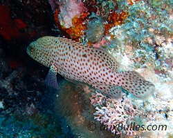 Vieille de roche (Cephalopholis cruentata)