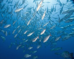 Vivaneau des mangroves (Lutjanus argentimaculatus) Vivaneau des mangroves (Lutjanus argentimaculatus)