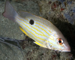 Vivaneau gazou (Lutjanus synagris) Vivaneau gazou (Lutjanus synagris)