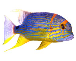 Vivaneau voilier (Symphorichthys spilurus) Vivaneau voilier (Symphorichthys spilurus)