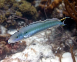 Vive tropicale (Malacanthus plumieri) Vive tropicale (Malacanthus plumieri)