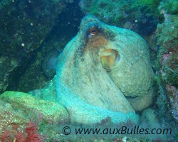 Poulpe commun (Octopus vulgaris) Poulpe commun (Octopus vulgaris)