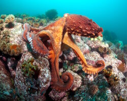 Poulpe géant du nord du Pacifique (Enteroctopus dofleini) Poulpe géant du nord du Pacifique (Enteroctopus dofleini)
