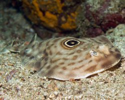 Raie électrique ocellée (Diplobatis ommata) Raie électrique ocellée (Diplobatis ommata)