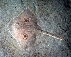 Raie géante à deux yeux (Raja binoculata)