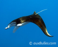 Raie manta (Manta birostris) Raie manta (Manta birostris)
